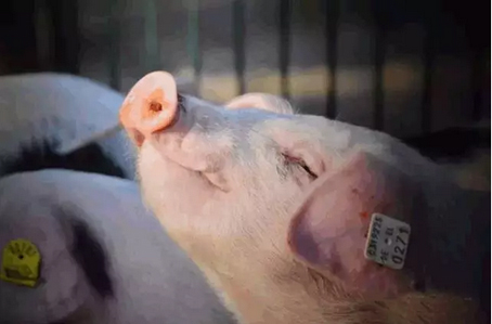 RFID标识技术生猪养殖到屠宰安全追溯