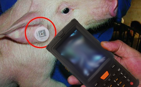 RFID手持机用于动物管理