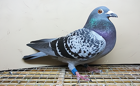 物联网智慧农业解决方案